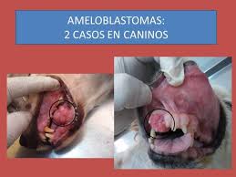 Ameloblastomaenperros.jpg