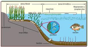 Archivo:Alimento natural en las aguas.jpeg