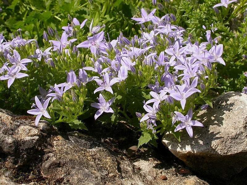 Archivo:Campanula garganica.jpg