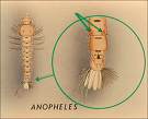 Larva de anopheles