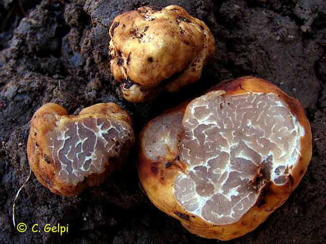 Archivo:Tuber puberulum.jpg