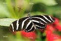 Heliconius charitonia1.jpeg