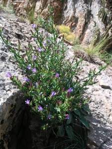 Campanula demirsoyi.jpg