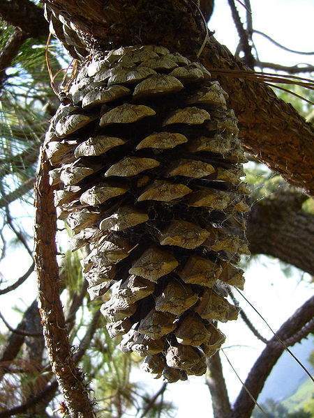 Archivo:Pinus devoniana cono.jpg
