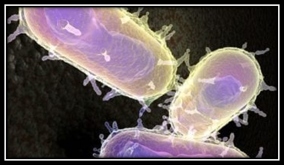 Archivo:Y.Pestis.jpg