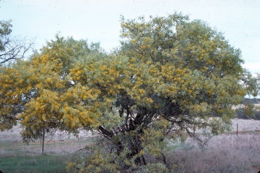 Archivo:Acacia daphnifolia 1.jpg
