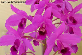 Archivo:Catleya bowg.jpeg