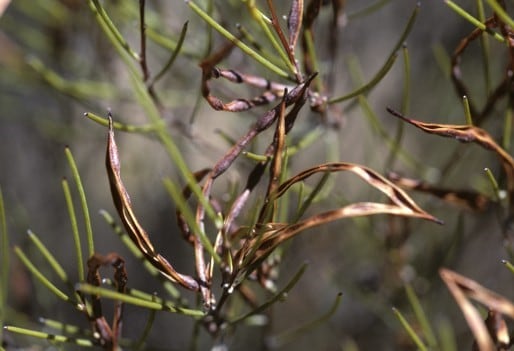 Archivo:Acacia cracentis 1.jpg
