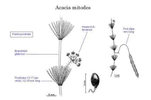 Archivo:Acacia mitodes.jpg