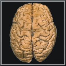 Hemisferios cerebrales001.jpeg
