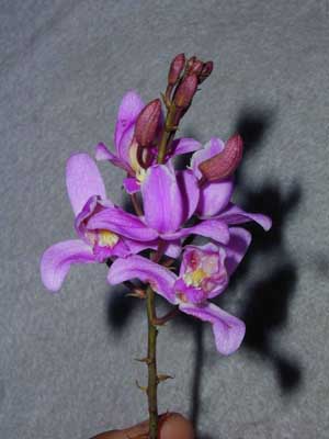 Purpurea.jpg