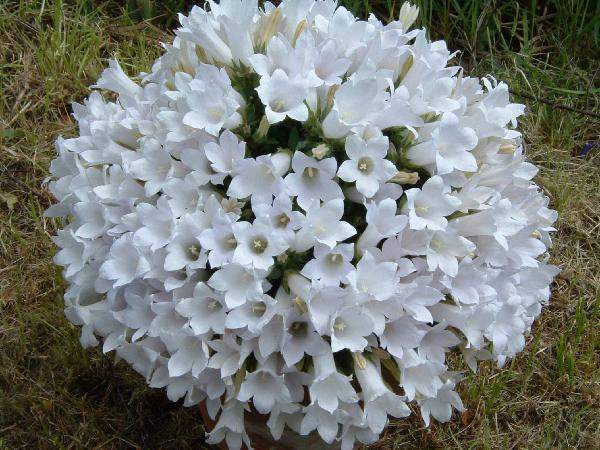Archivo:Campanula carpatha ‘alba‘.jpg