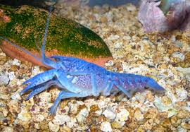 Archivo:Langosta Azul 2.jpeg