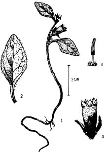 Campanula gansuensis.JPG