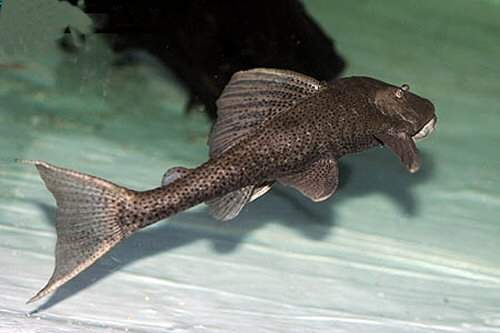 Archivo:Hypostomus commersoni.jpg