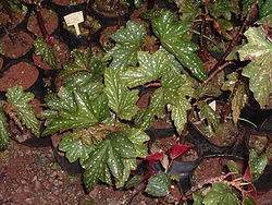250px-Begonia1.jpg