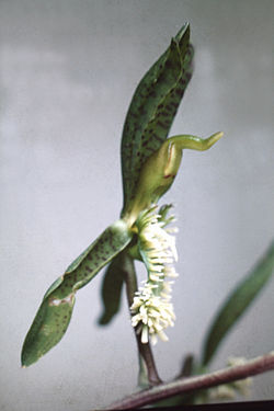 Catasetum barbatum - fl 2.jpg