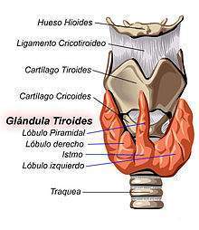 Tiroides glandula.jpg