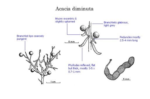 Archivo:Acacia diminuta.jpg