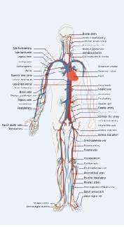 Principales arterias del cuerpo humano.jpg
