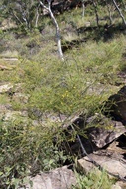 Acacia dacrydioides.jpg