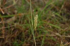 Eulaliopsis binata.jpeg