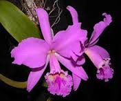 Orquídeas.jpg