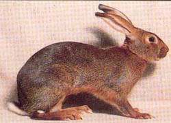 Rabbit belgian hare.jpg