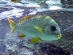 Archivo:Labiudo africano.jpeg