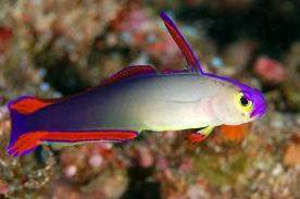 Archivo:Nemateleotris-decora.jpg