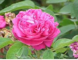 Rosa x damascena.jpg