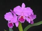 Cattleya labiata1.jpeg
