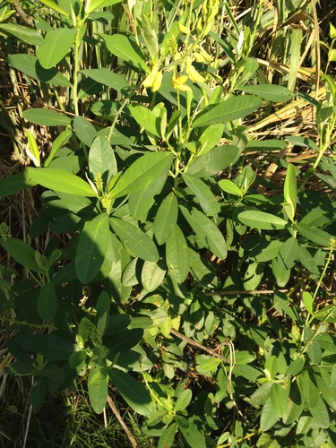 Archivo:Crotalaria vespertilio 1.jpeg