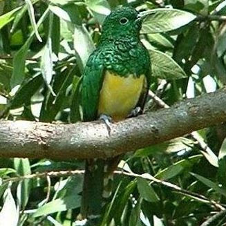 Archivo:Cuco Esmeralda Africano.jpg