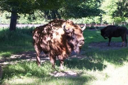 Archivo:Bialowieza2.jpg
