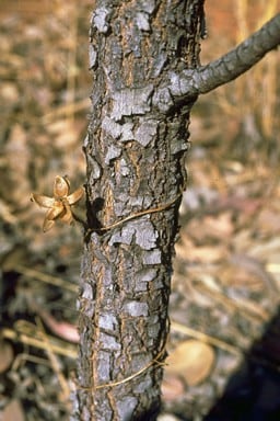 Archivo:Acacia dimidiata 5.jpg