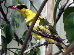 Oropendola china.jpeg