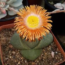 Pleiospilos nelii.jpg