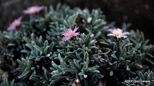 Atractylis arbuscula.jpg