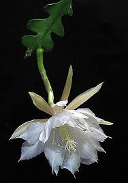 Epiphyllum anguliger1.jpeg