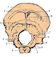 Hueso Occipital1.jpg