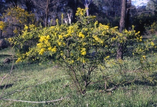 Archivo:Acacia cuneifolia.jpg
