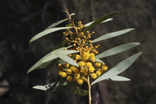 Archivo:Acacia daphnifolia 4.jpg