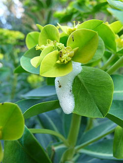 Euphorbia margalidiana.jpg