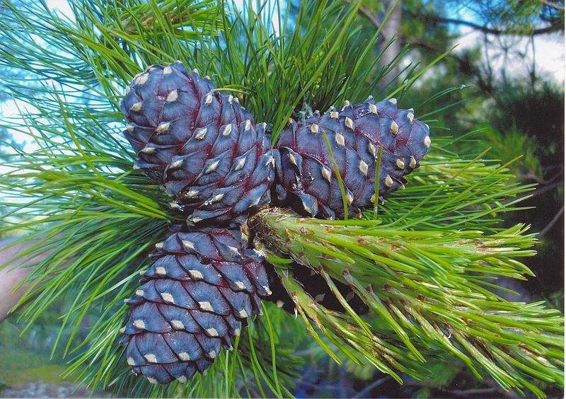 Archivo:Pinus sibirica conos.jpg
