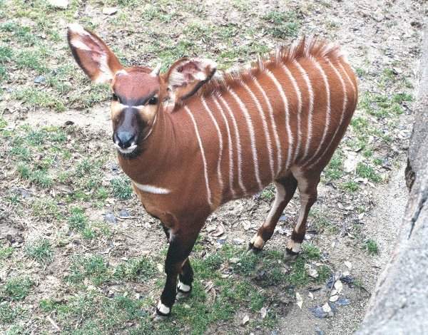 Archivo:Bongo ( Tragelaphus euryceros).jpg