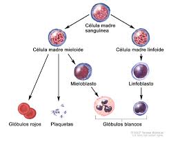 Células hematopoyéticas.jpg