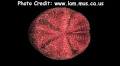 Meoma ventricosa Erizo Corazon Rojo123.jpg