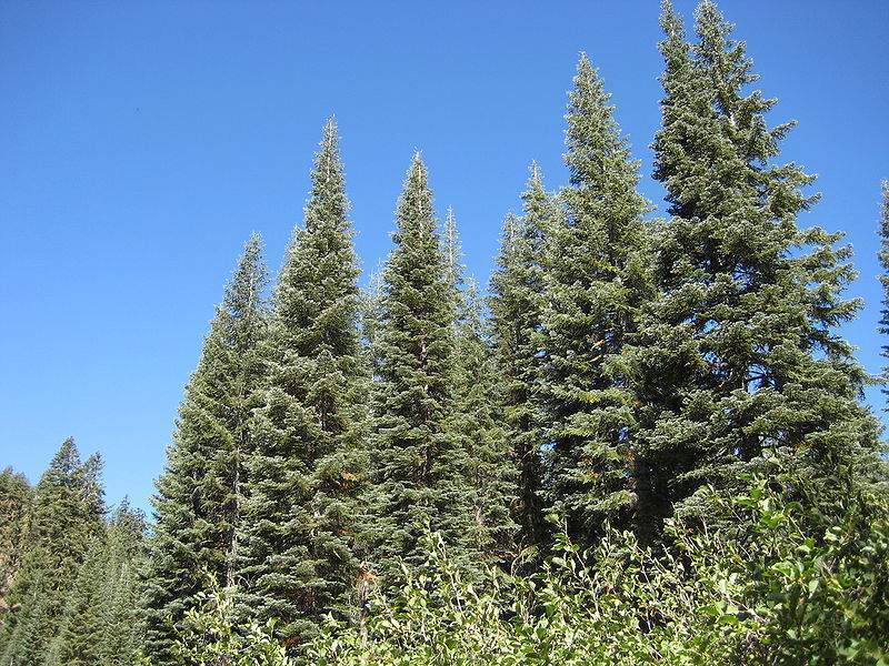 Archivo:Abies magnifica 1.jpg