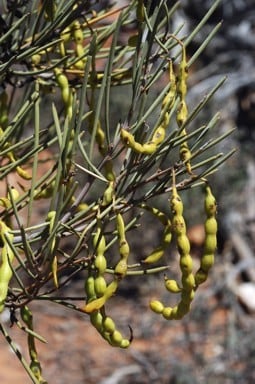Archivo:Acacia donaldsonii 1.jpg
